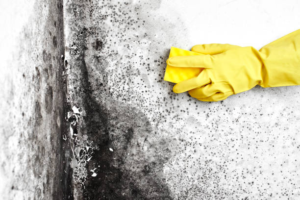Attic Mold Removal in Fort Walton Beach, FL