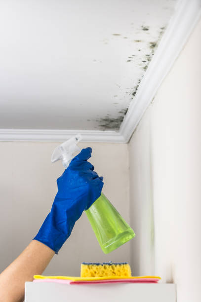 Best Toxic Mold Removal  in Fort Walton Beach, FL